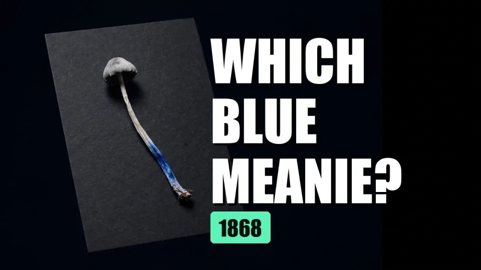 What Is a Blue Meanie Mushroom? One Nickname, Two Species