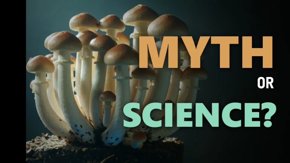 Penis Envy Mushroom Explained and Its Unique Characteristics in 2026